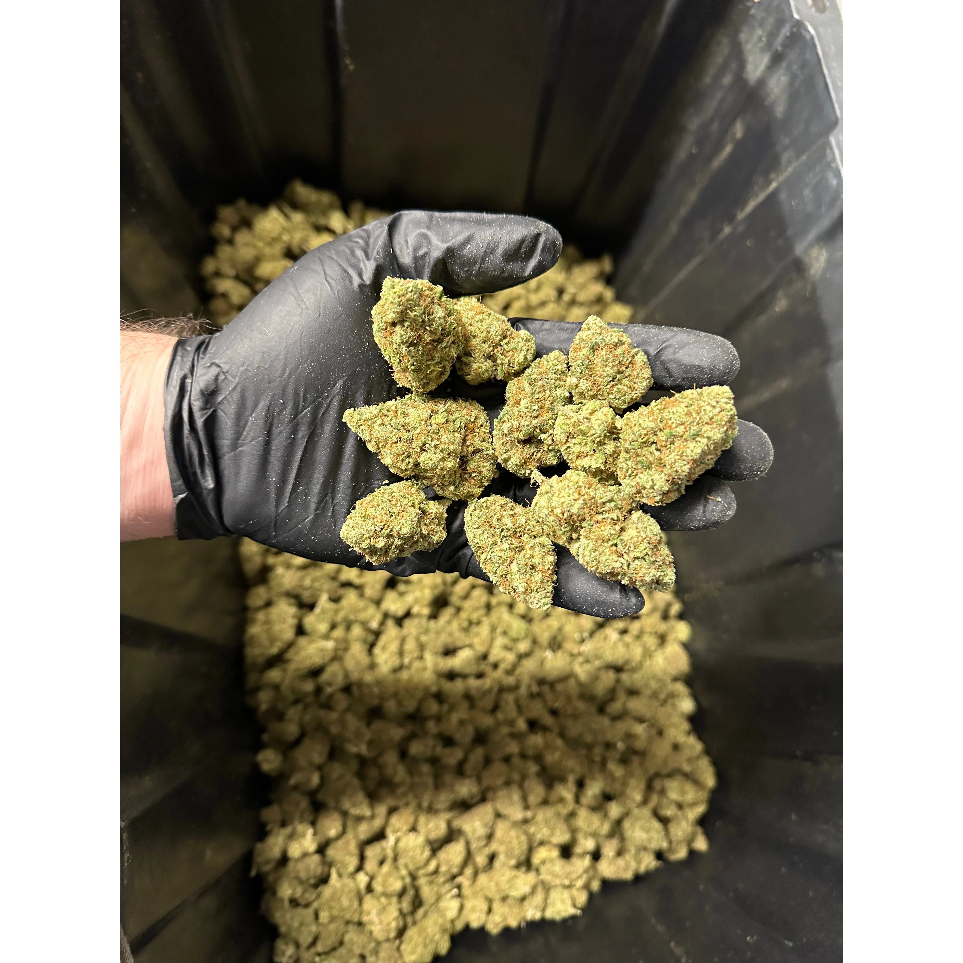 Indoor Sour Blueberries Hemp Flower
